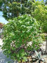 Cnidoscolus aconitifolius