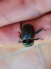 Archophileurus cribrosus