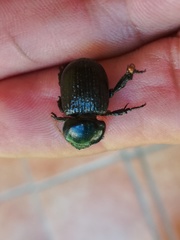 Archophileurus cribrosus