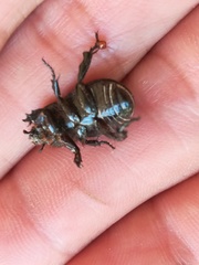 Archophileurus cribrosus