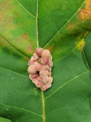 Callirhytis piperoides