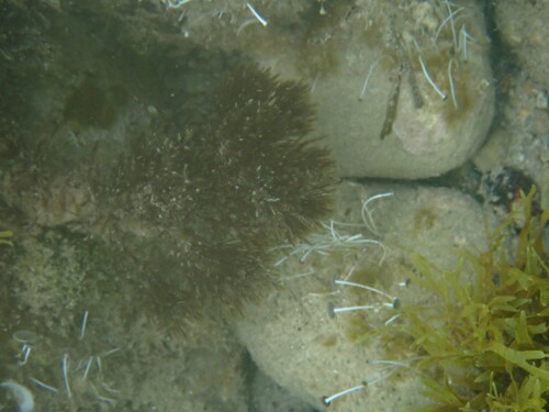 Codium vermilara observed 2025-06-02