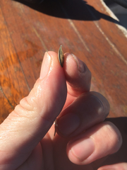 Macoploma tenta