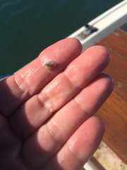 Macoploma tenta