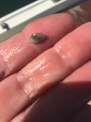 Macoploma tenta