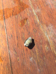Macoploma tenta