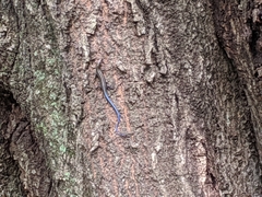 Plestiodon laticeps