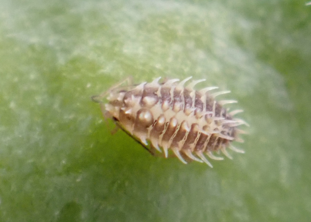 Aphid