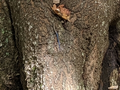 Plestiodon laticeps