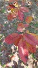 Oxydendrum