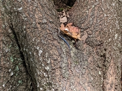 Plestiodon laticeps