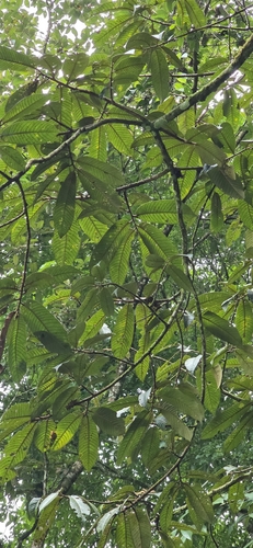 Virola koschnyi - Whole tree