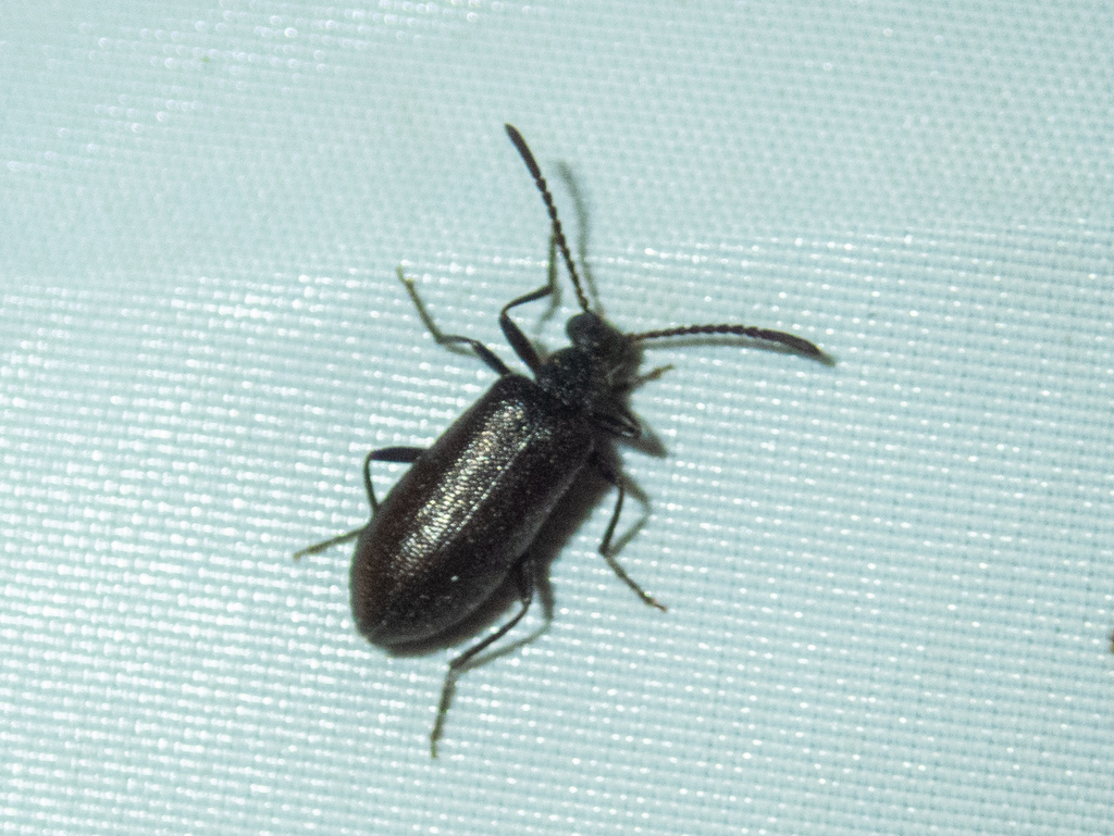 Lagria tenenbaumi