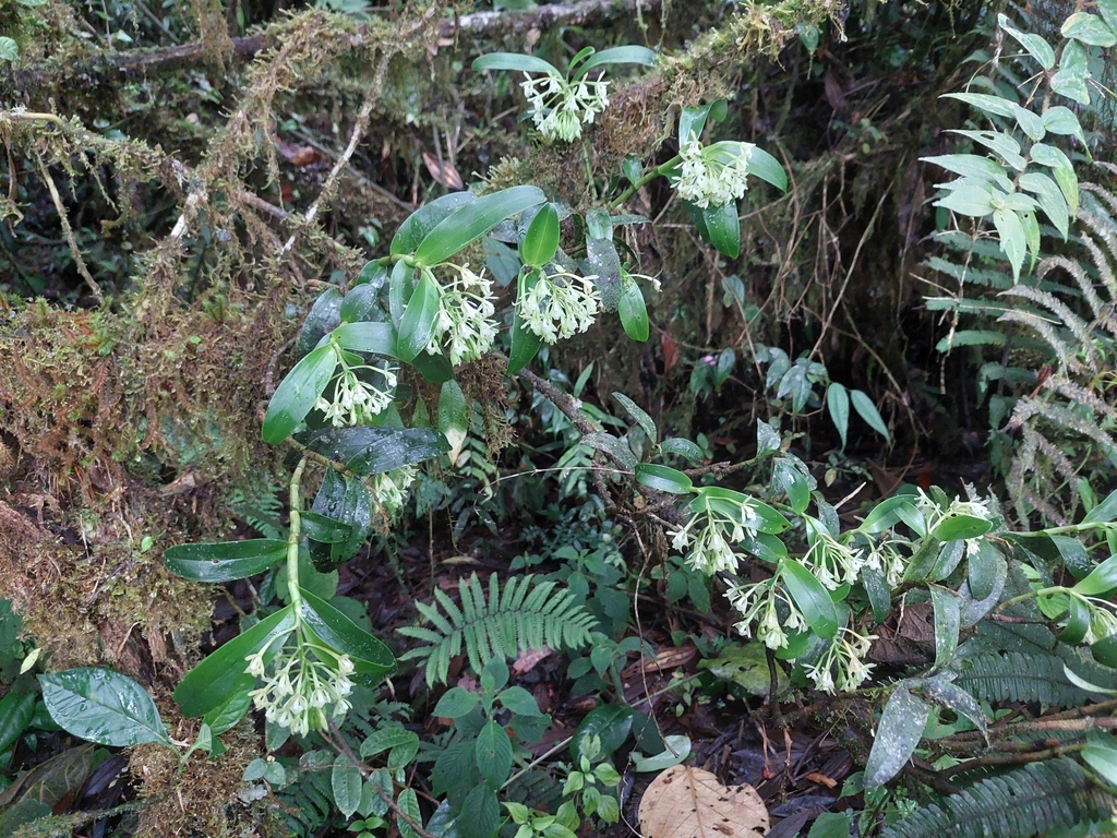 Epidendrum brevicernuum