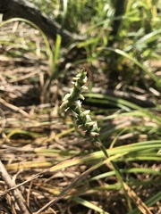Spiranthes incurva