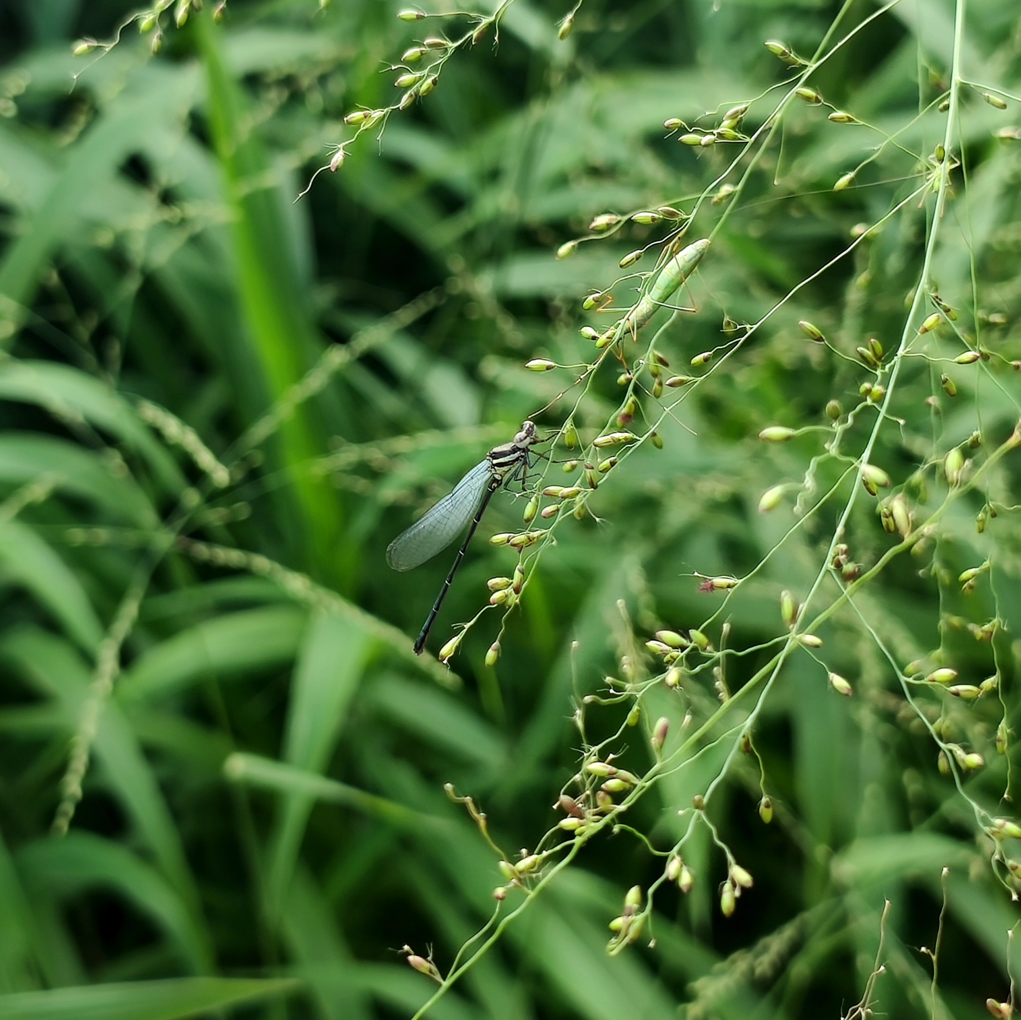 Black Shorttail