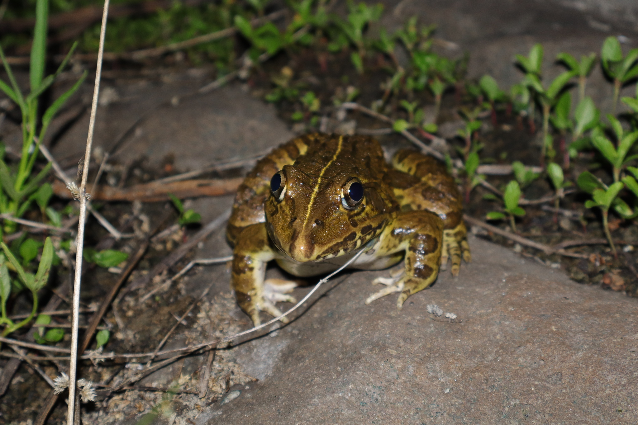 Indian Bull Frog