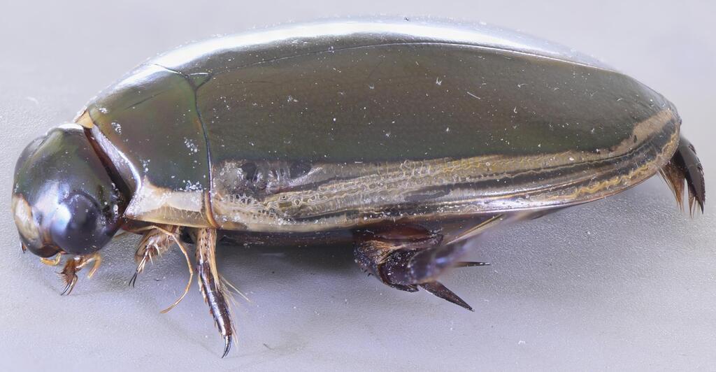 Cybister senegalensis