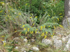 Solidago juliae