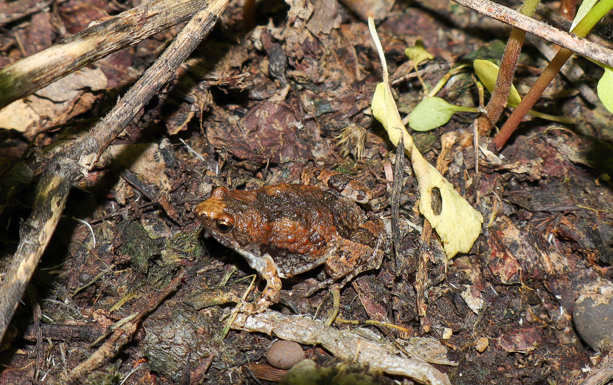 Nilphamarai Chorus Frog
