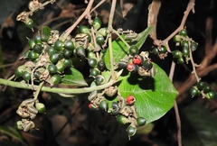 Dilleniaceae