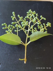 Ligustrum lucidum