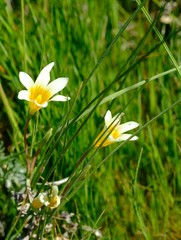 Romulea schlechteri