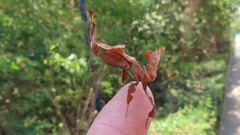 Phyllocrania