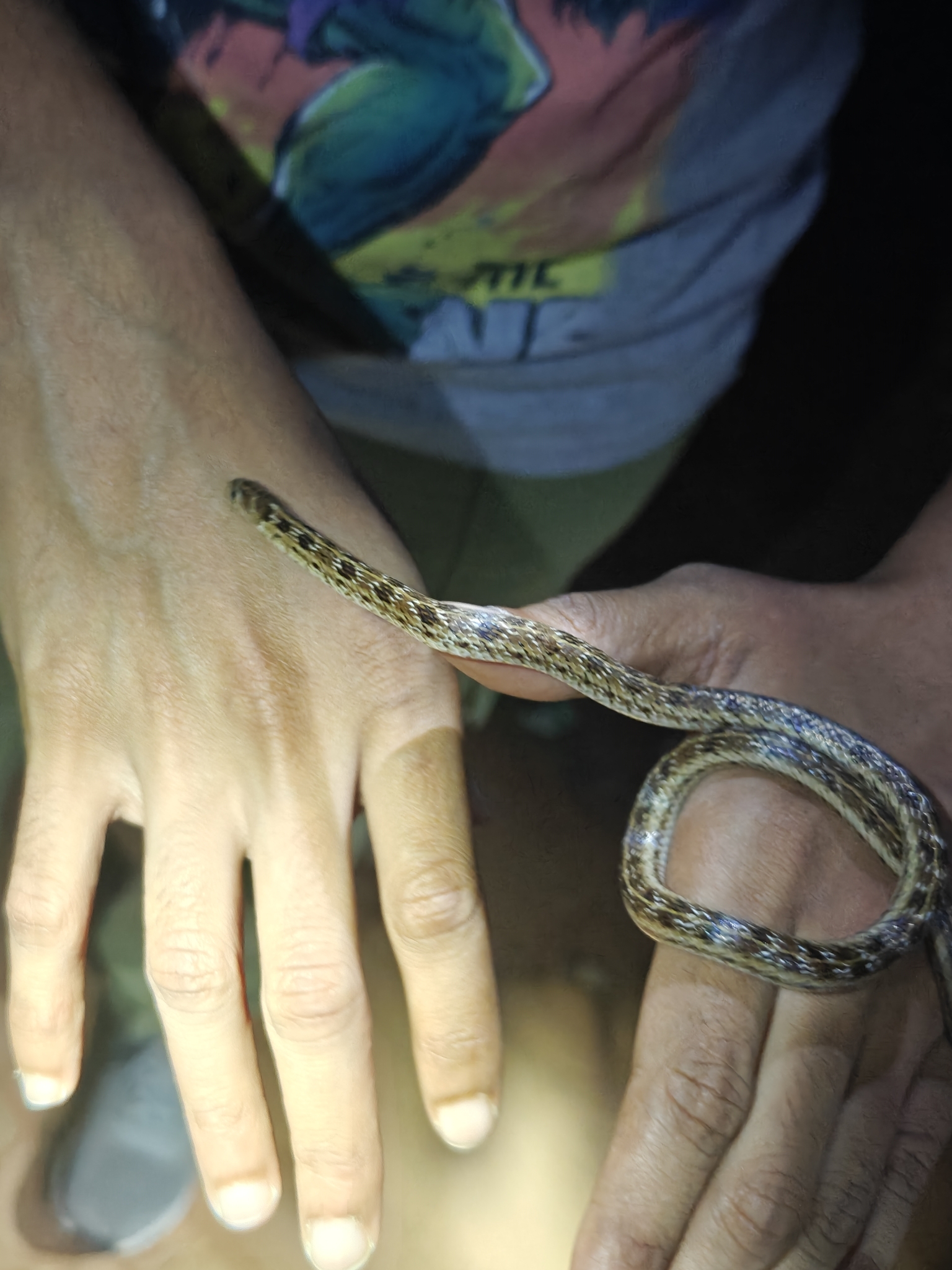 Streaked Kukri Snake