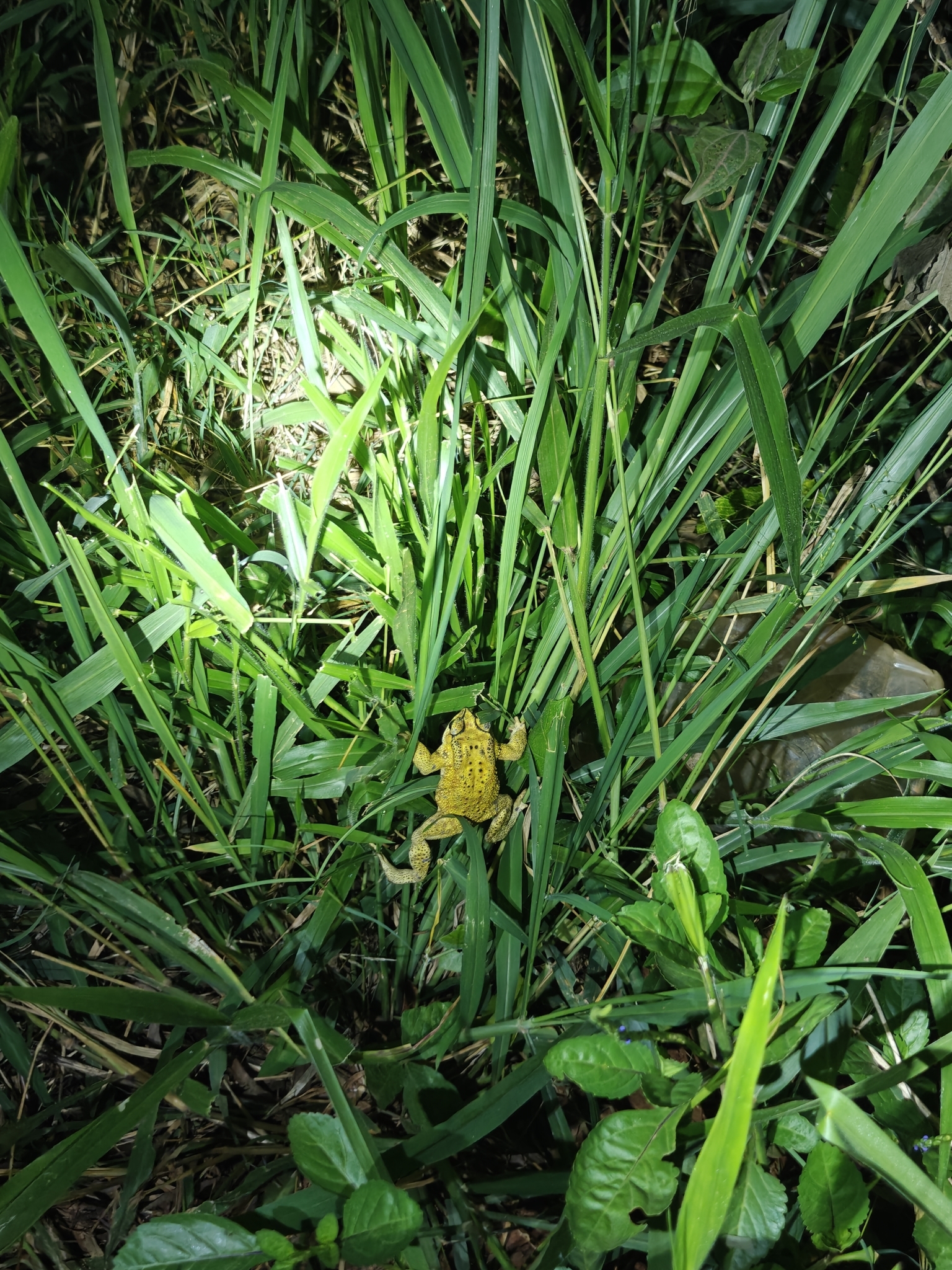 Indian Common True Toad