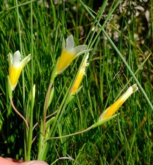 Romulea schlechteri