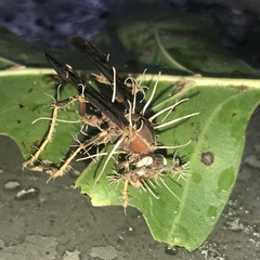 Ophiocordycipitaceae