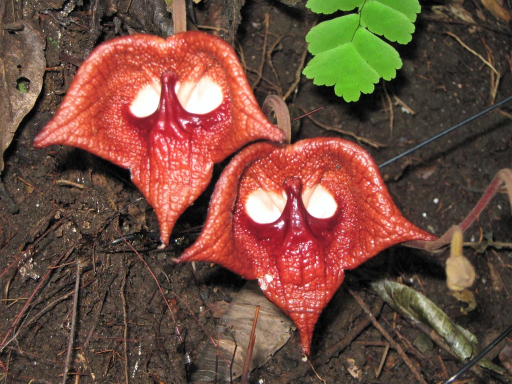 pipevines and birthworts