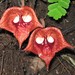 Aristolochia - Photo (c) pablogalan, μερικά δικαιώματα διατηρούνται (CC BY-NC), uploaded by pablogalan