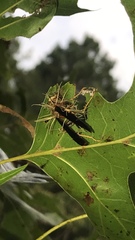 Ophiocordycipitaceae