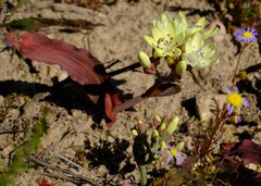 Codonorhiza fastigiata