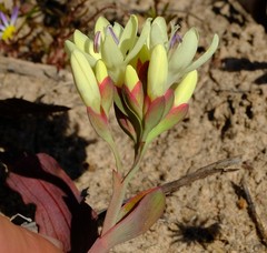 Codonorhiza fastigiata