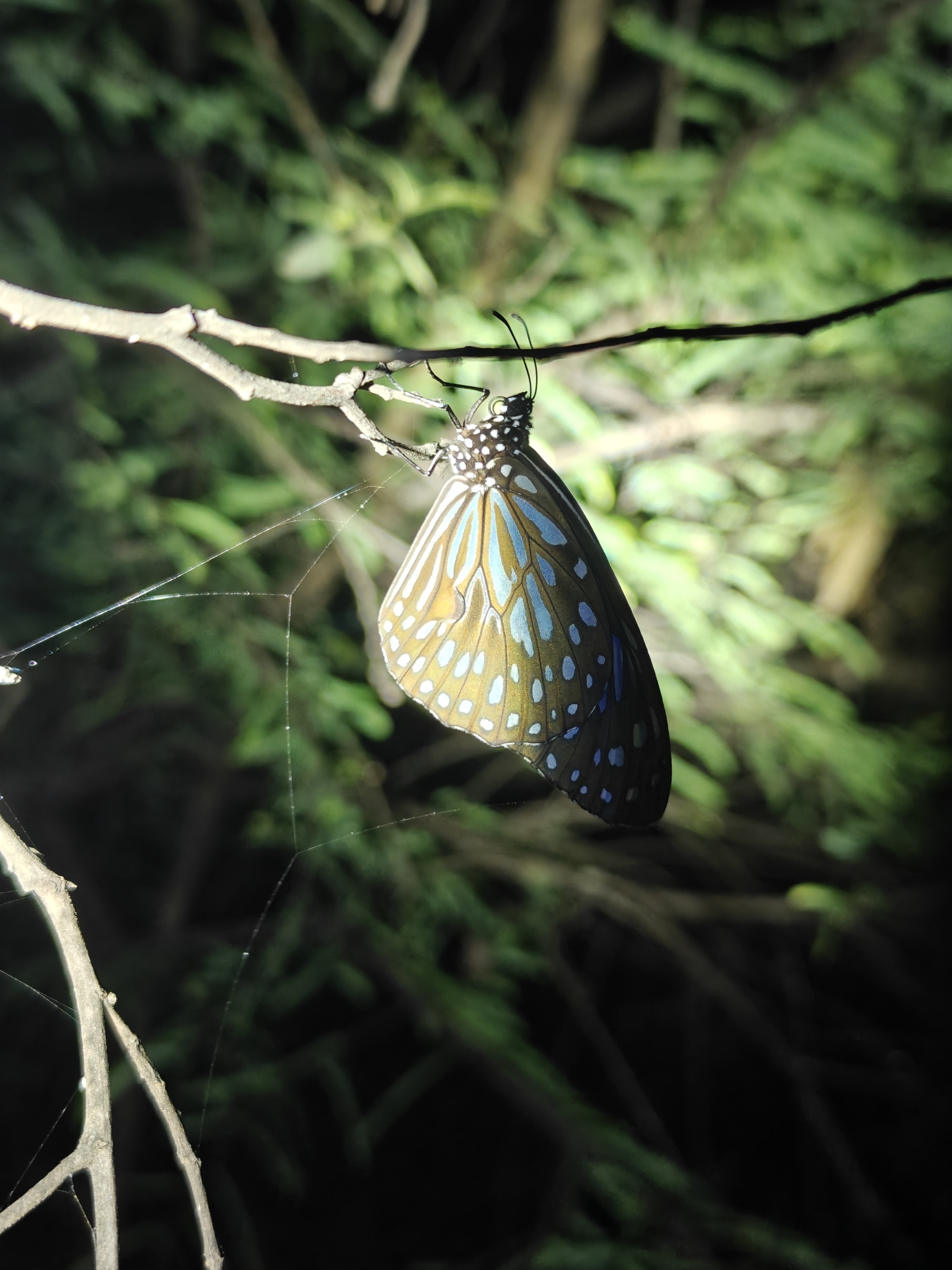 Dark Blue Tiger