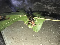 Ophiocordycipitaceae