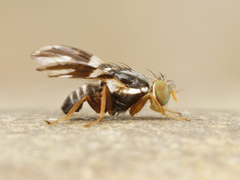 Rhagoletis pomonella