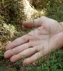 Eriochloa sericea