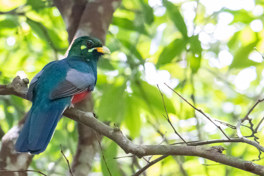 Narina Trogon (Apaloderma narina) photo