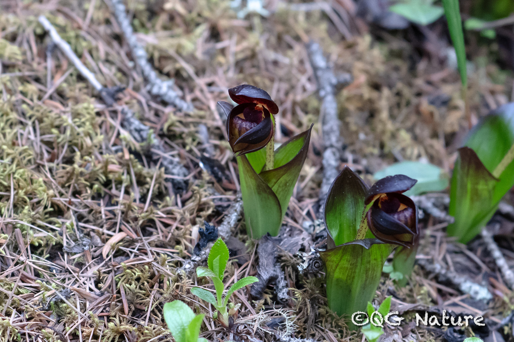 Cypripedium bardolphianum
