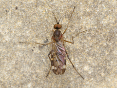Sylvicola alternatus