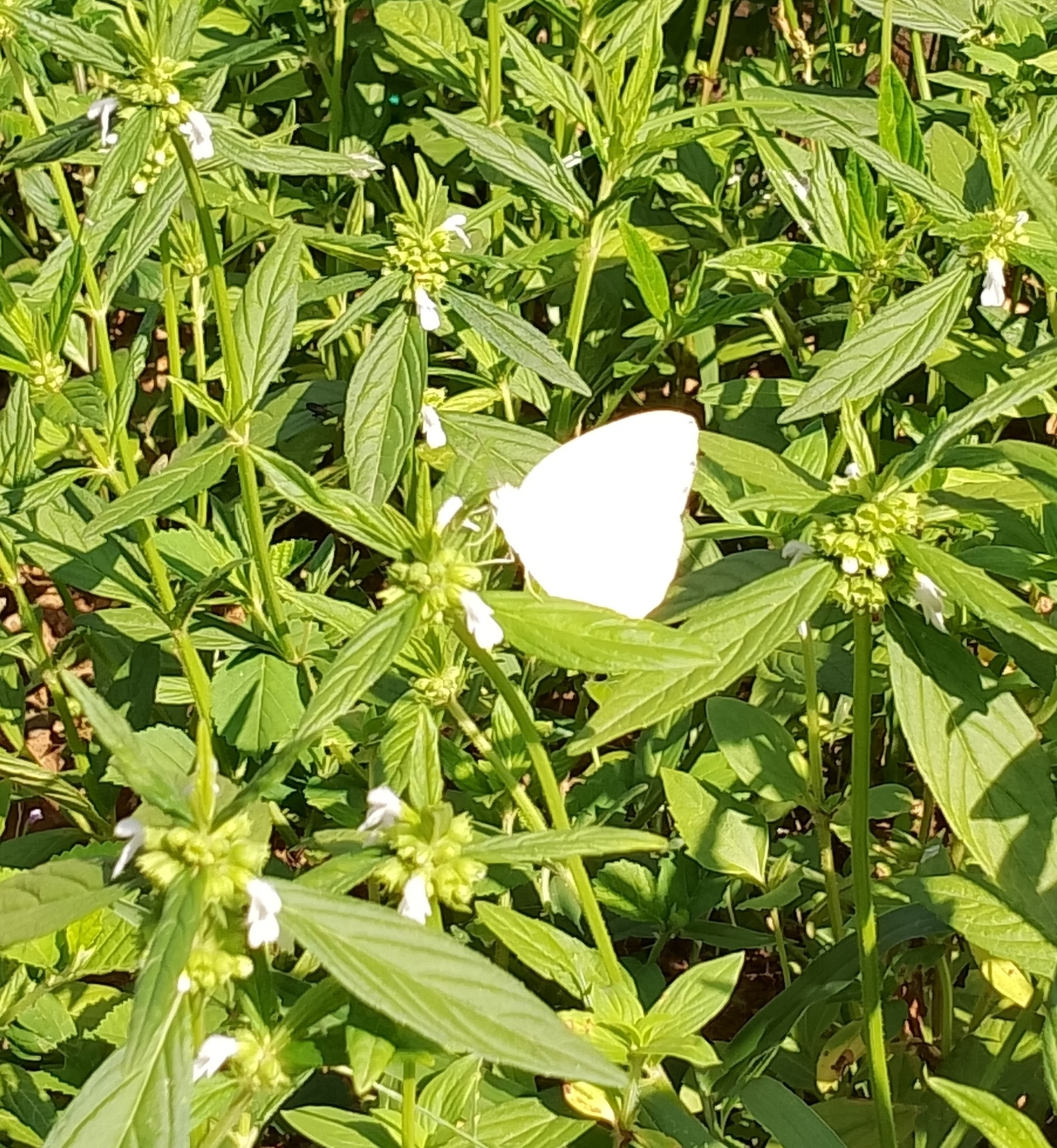 Mottled Emigrant