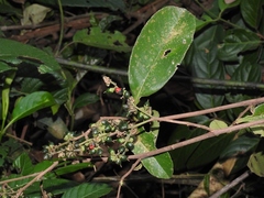 Dilleniaceae