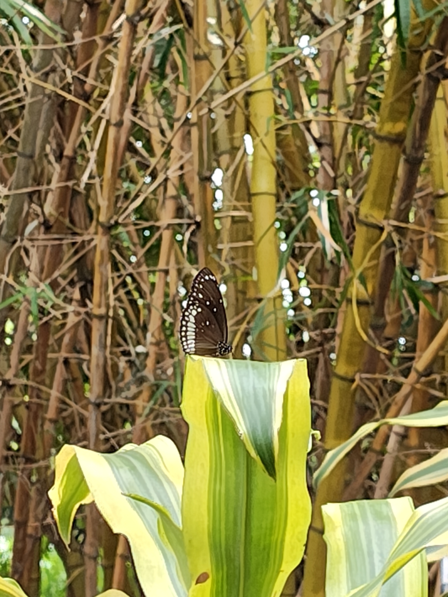 Common Crow