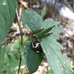Poecilocoris lewisi