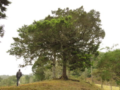 Podocarpus oleifolius