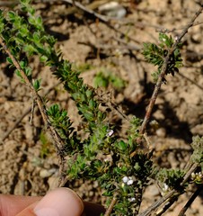 Muraltia arachnoidea
